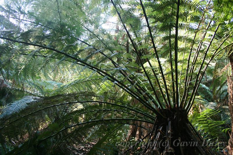 Tree fern gully, Pirianda Gardens IMG_7184.JPG